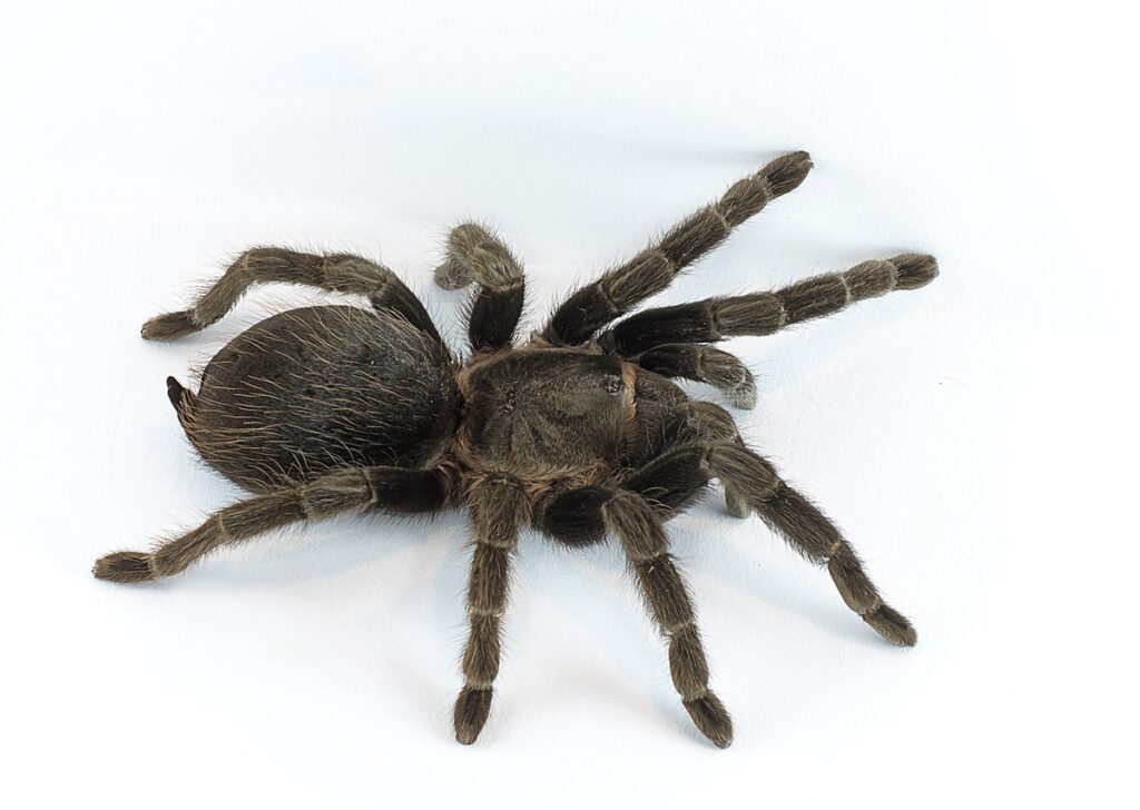 PESADELOS-MAIS-COMUNS-E-SEUS-SIGNIFICADOS-aranhas